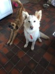 2 Lost dogs