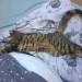 chipped male Tabby lost old blackrock road