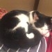 black/white cat found close to Paddy the Farmers