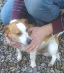 Male Jack Russell found in Lissard Burnfort Mallow