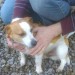 Male Jack Russell found in Lissard Burnfort Mallow