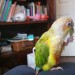 Green cheek conure (small parrot like bird)