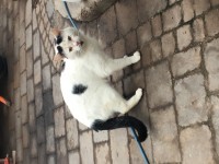 Found white cat with black tail