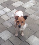 Female Jack Russell dog found in Bishopstown