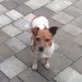 Female Jack Russell dog found in Bishopstown