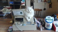 White Female Cat in Bandon