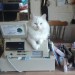 White Female Cat in Bandon