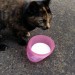 found cat Ballincollig Co. Cork