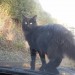 Lost – Black male cat in Carrigaline / Riverstick