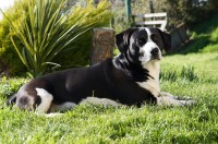 Male black and white mixed dog in Farnanes