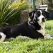 Male black and white mixed dog in Farnanes