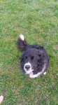 Female border collie