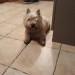 Westie/white found on main road between Innishannon and bandon