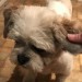 Shih tzu male dog found in Kilkee