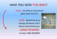 African Grey Lost Waterford