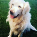 Male golden retriever lost in Ballincollig