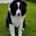 Jesse male border collie lost in Belgooly area
