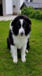 Jesse male border collie lost in Belgooly area