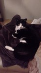 Black and white cat lOst in fermoy
