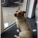 Brown / White Jack Russell found in Carrigtwohill