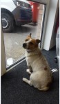Brown / White Jack Russell found in Carrigtwohill