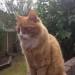 Male Ginger Cat lost in Frankfield, Cork
