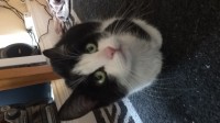 Black and white cat found (Sundays well road)