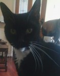 Lost/Missing Black and White Tuxedo Female Cat Mahon/Blackrock Cork