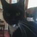 Lost/Missing Black and White Tuxedo Female Cat Mahon/Blackrock Cork