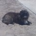 Female small dog in newcestown