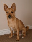 Small dog , alert ears a fawn ton red colouring, short haired , various colours on collar, neatured microchiped.Lost at Pink elephant Cork