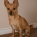 Small dog , alert ears a fawn ton red colouring, short haired , various colours on collar, neatured microchiped.Lost at Pink elephant Cork