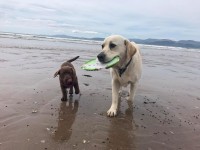 lost white Labrador