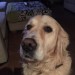 BEN Male, Golden Retriver lost in Boreenmanna Road, Cork