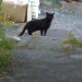 Black cat found in Inniscarra