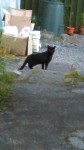 Black cat found in Inniscarra