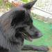 Black German Shepherd