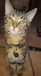 Neautred, microchiped, male cat lost in High Street, Cork
