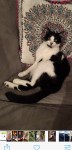 3yr old male neutered black and white cat