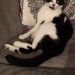 3yr old male neutered black and white cat