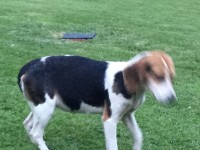Female Beagle found in Ballinhassig