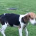 Female Beagle found in Ballinhassig