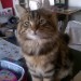 Beloved tabby cat lost in Grange Douglas area