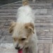 White wirey terrier male found in City West area
