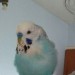 Blue budgie lost in cork/model farm road