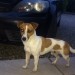 Jack Russell found in rathcooney