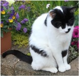 Lost Male Black and White Cat from Amberley area, Grange