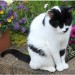 Lost Male Black and White Cat from Amberley area, Grange
