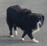 Sheepdog/Collie found in Kildinan Co.Cork