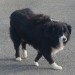 Sheepdog/Collie found in Kildinan Co.Cork